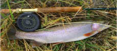 Trout Fishing near Scunthorpe