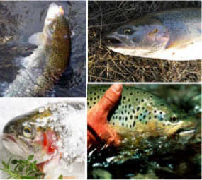 Trout Fishing near Scunthorpe